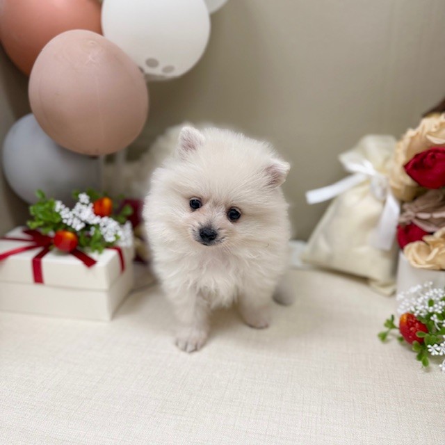 千葉県のポメラニアン (犬の家＆猫の里ワンズモール稲毛店/2026年1月27日生まれ/女の子/クリーム)の子犬の2枚目の画像