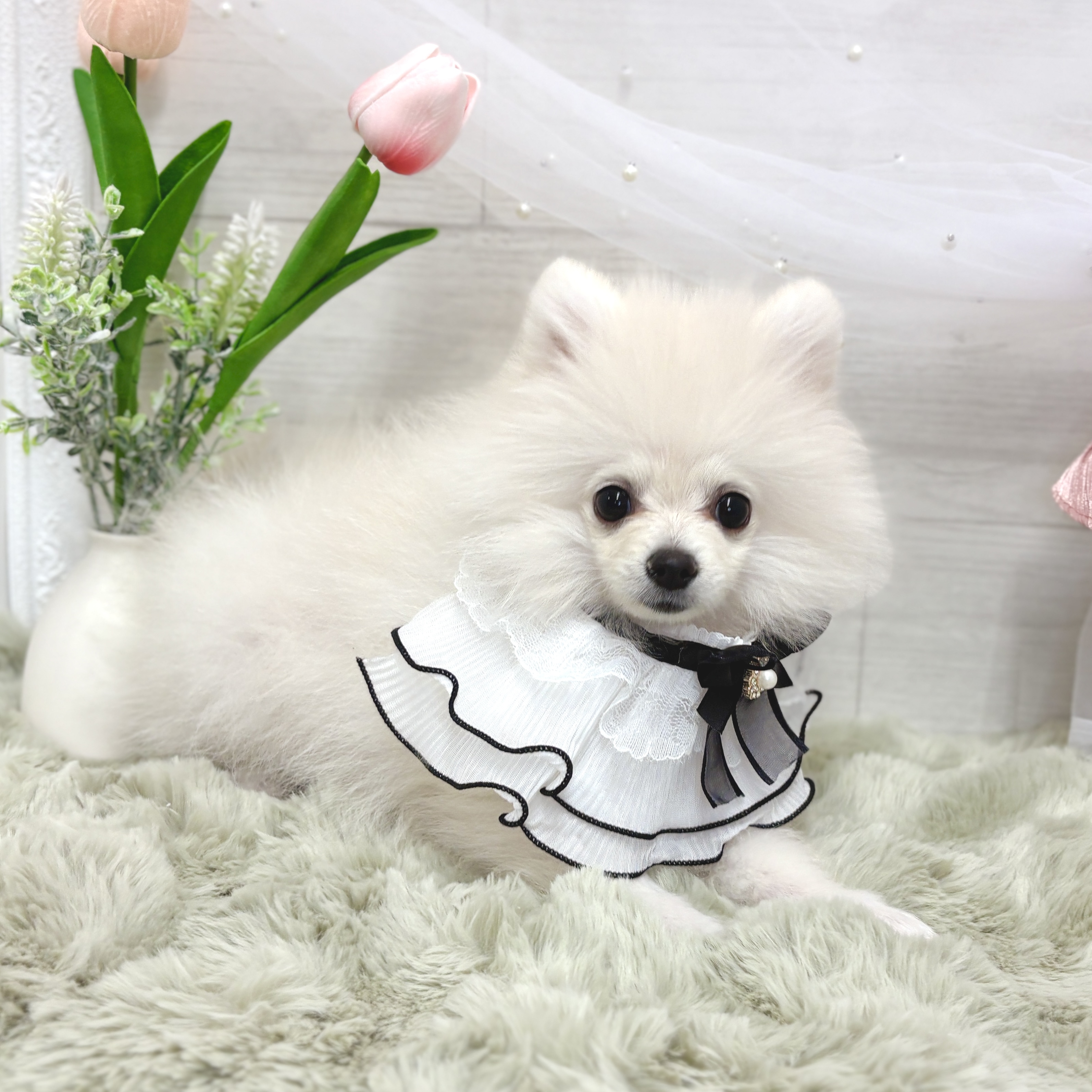神奈川県のポメラニアン (犬の家＆猫の里相模原店/2026年1月27日生まれ/女の子/クリーム)の子犬の2枚目の画像
