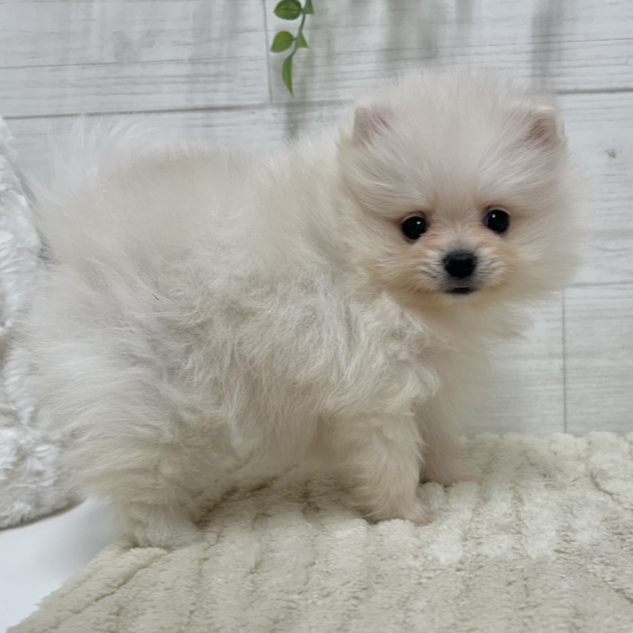 神奈川県のポメラニアン (犬の家＆猫の里相模原店/2026年1月27日生まれ/女の子/クリーム)の子犬の2枚目の画像