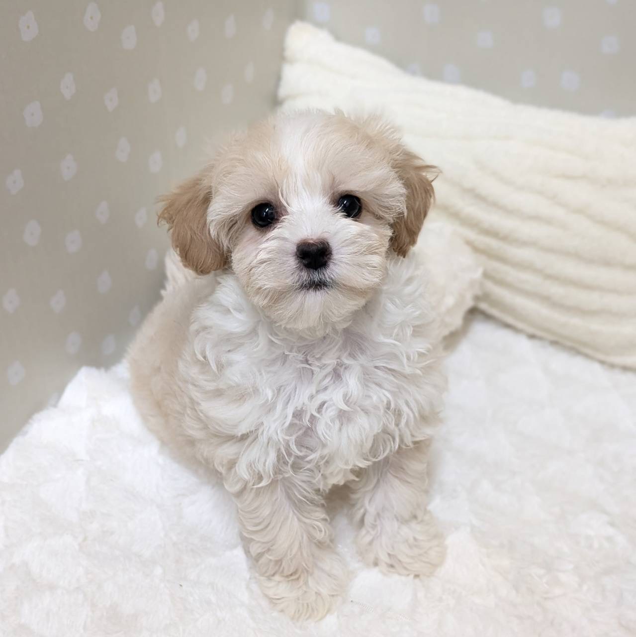 愛知県のマルプー(マルチーズ×プードル) (犬の家＆猫の里安城店/2026年1月27日生まれ/男の子/クリームホワイト)の子犬の2枚目の画像
