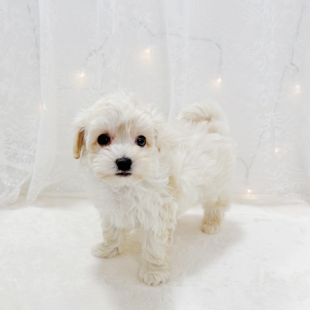 千葉県のマルプー(マルチーズ×プードル) (犬の家＆猫の里BIGHOPガーデンモール印西店/2026年1月27日生まれ/男の子/クリームホワイト)の子犬の2枚目の画像