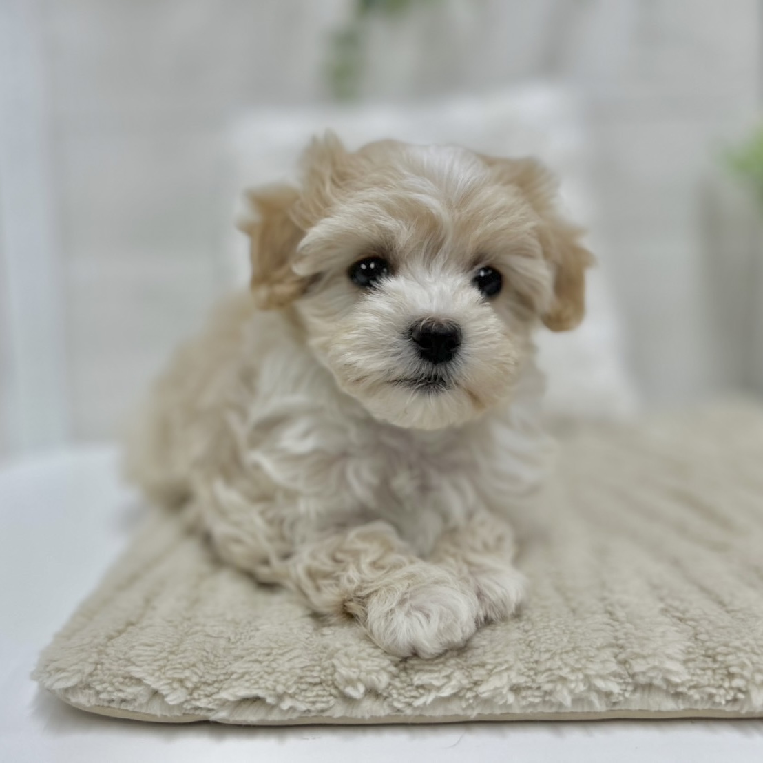 神奈川県のマルプー(マルチーズ×プードル) (犬の家＆猫の里相模原店/2026年1月27日生まれ/女の子/クリームホワイト)の子犬の2枚目の画像