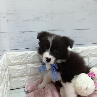 静岡県のボーダーコリー (犬の家＆猫の里アミーゴ浜松和田店/2026年1月23日生まれ/女の子/ブラックホワイト)の子犬の2枚目の画像