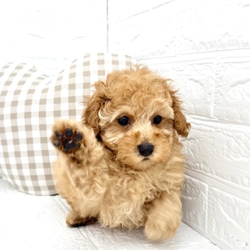 愛知県のトイプードル(トイ) (犬の家＆猫の里豊川インター店/2026年1月26日生まれ/女の子/レッド)の子犬の1枚目の画像