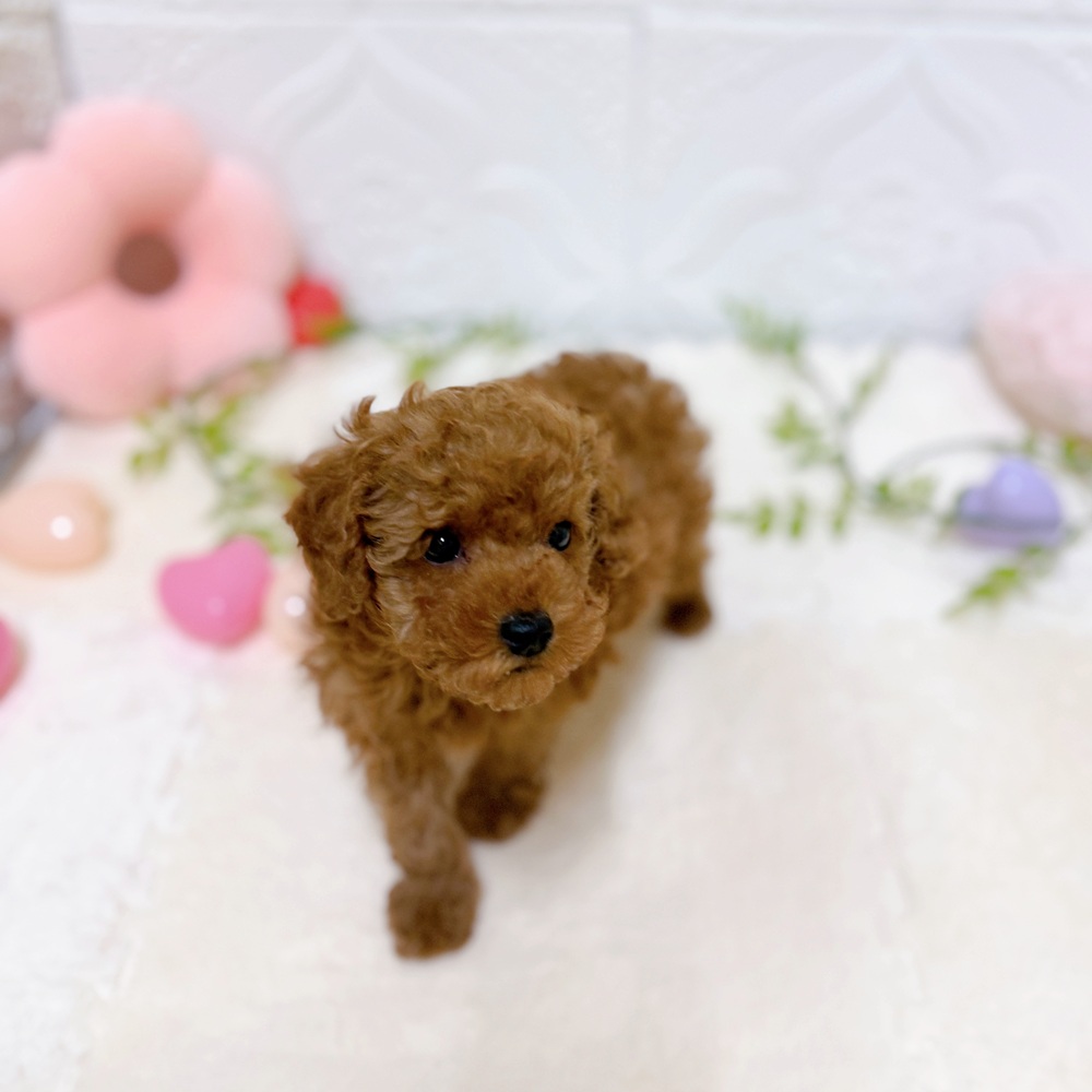 愛知県のトイプードル(トイ) (犬の家＆猫の里岡崎店/2026年1月26日生まれ/男の子/レッド)の子犬の2枚目の画像
