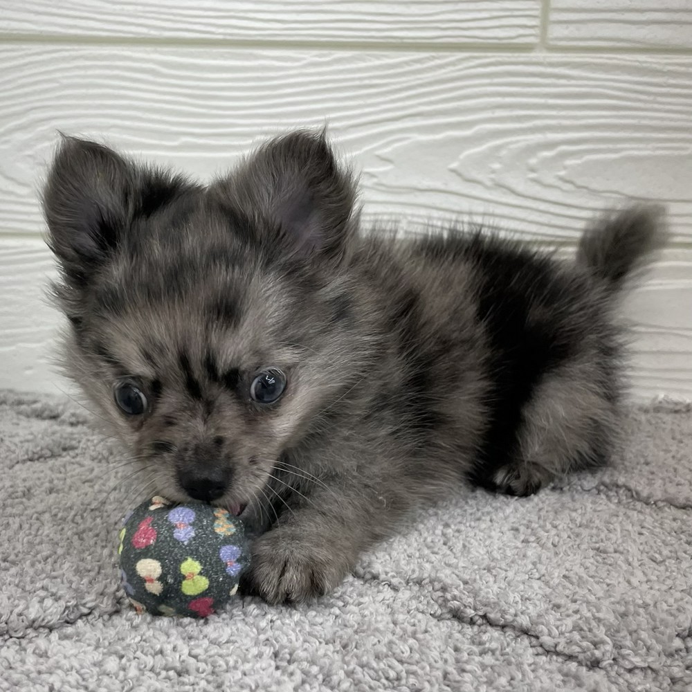 愛知県のポメチワ/チワポメ/ポメチー(ポメラニアン×チワワ) (犬の家＆猫の里七宝店/2026年1月26日生まれ/女の子/ブルーマール)の子犬の2枚目の画像