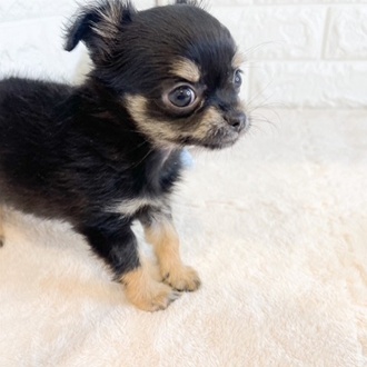 東京都のチワワ(ロング) (犬の家＆猫の里新宿店/2026年1月25日生まれ/女の子/ブラックタン)の子犬の2枚目の画像