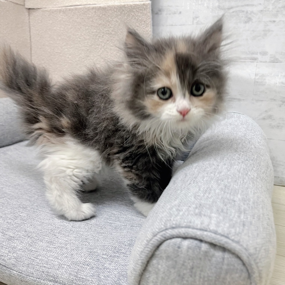 長野県のサイベリアン (犬の家＆猫の里塩尻店/2026年1月27日生まれ/女の子/ダイリュートキャリコ)の子猫の2枚目の画像