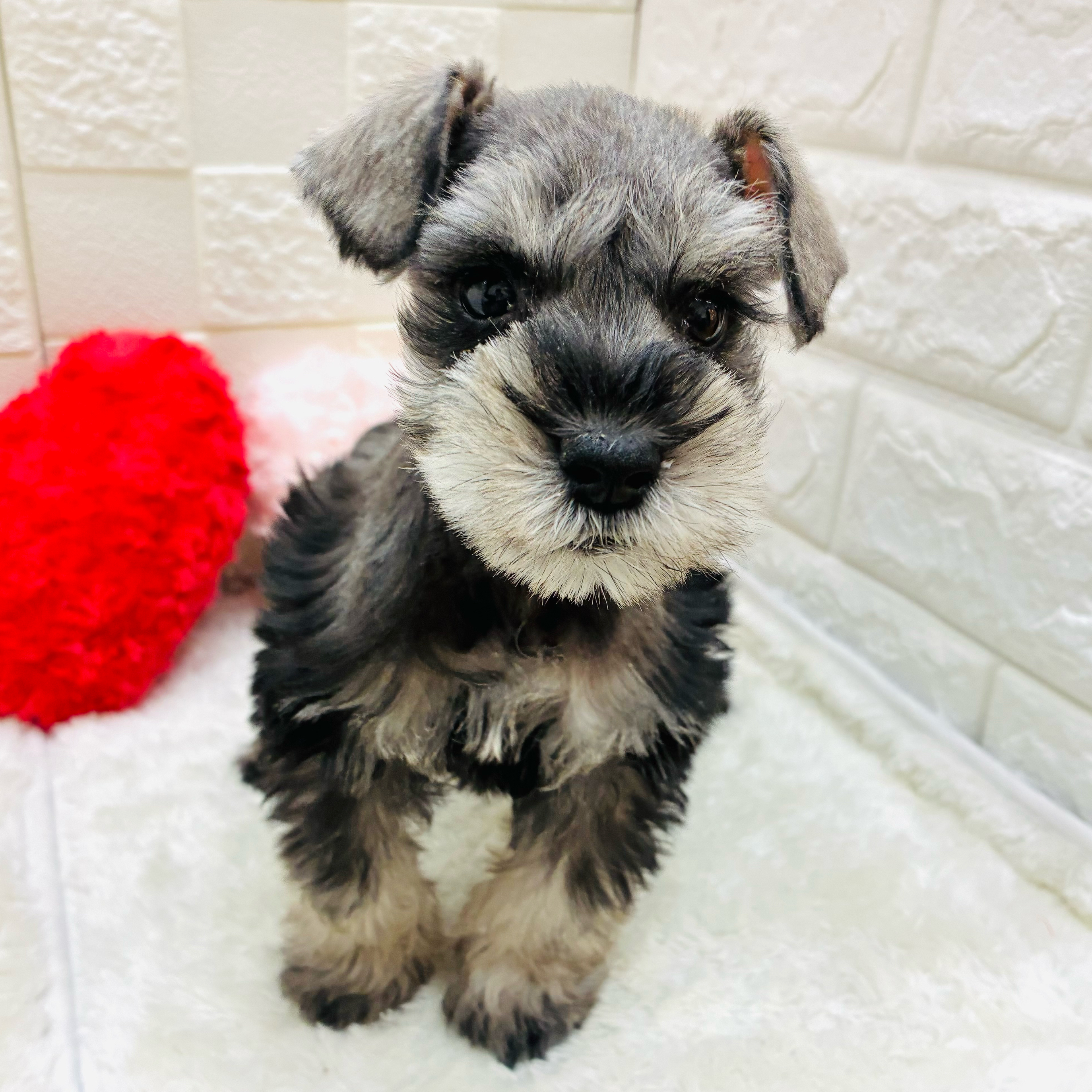 愛知県のミニチュアシュナウザー (犬の家＆猫の里アミーゴ神の倉店/2026年1月26日生まれ/男の子/ソルトペッパー)の子犬の1枚目の画像