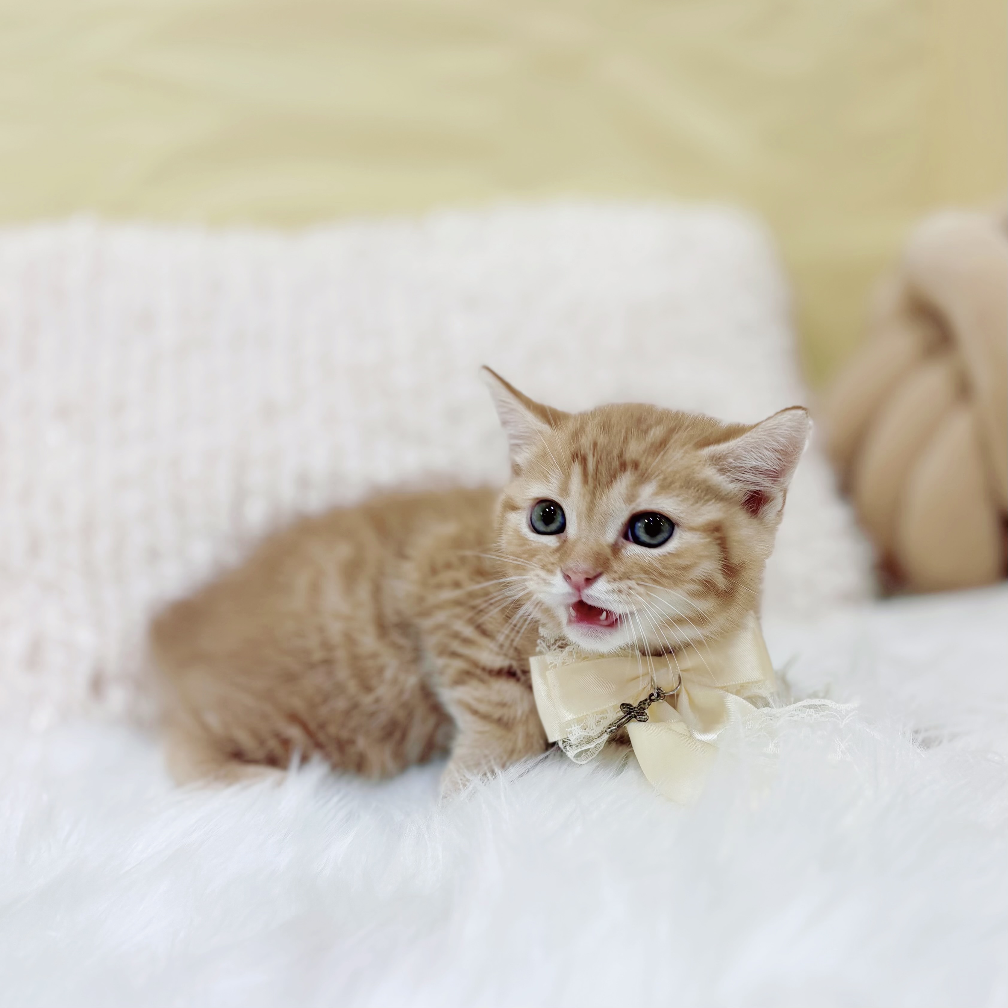 神奈川県のマンチカン (犬の家＆猫の里元住吉ブレーメン通り店/2026年1月27日生まれ/男の子/レッドタビー)の子猫の2枚目の画像