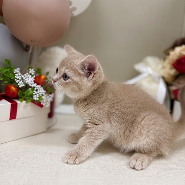 千葉県のマンチカン (犬の家＆猫の里ワンズモール稲毛店/2026年1月27日生まれ/女の子/クリームタビー)の子猫の2枚目の画像