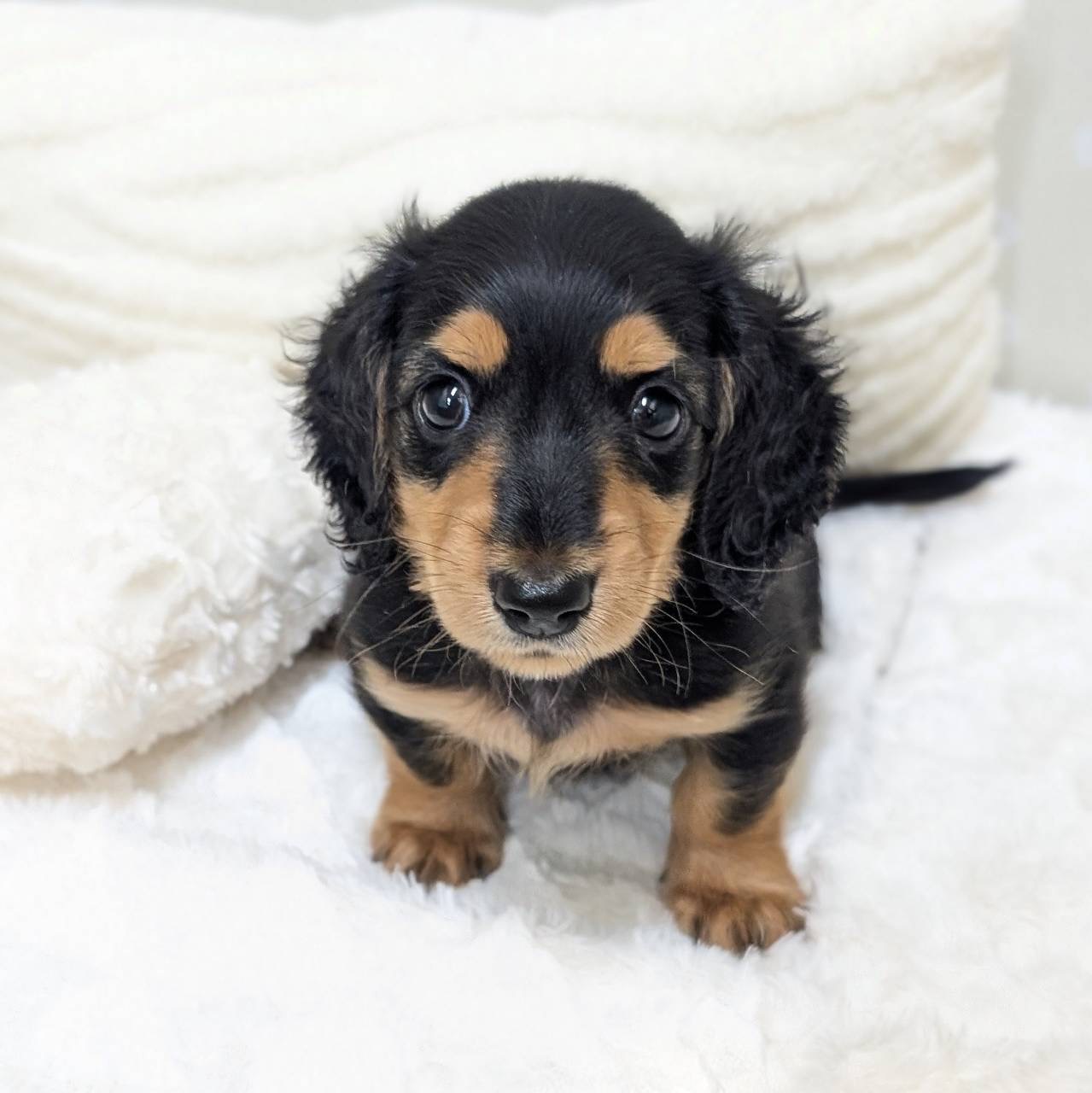 愛知県のミニチュアダックスフンド(ロング) (犬の家＆猫の里安城店/2026年1月25日生まれ/男の子/ブラックタン)の子犬の1枚目の画像