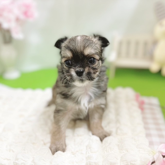 静岡県のチワワ(ロング) (犬の家＆猫の里藤枝店/2026年1月26日生まれ/女の子/フォーンホワイト)の子犬の1枚目の画像