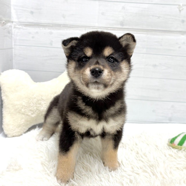 愛知県の柴犬(標準サイズ) (犬の家＆猫の里豊田店/2026年1月26日生まれ/女の子/黒)の子犬の2枚目の画像