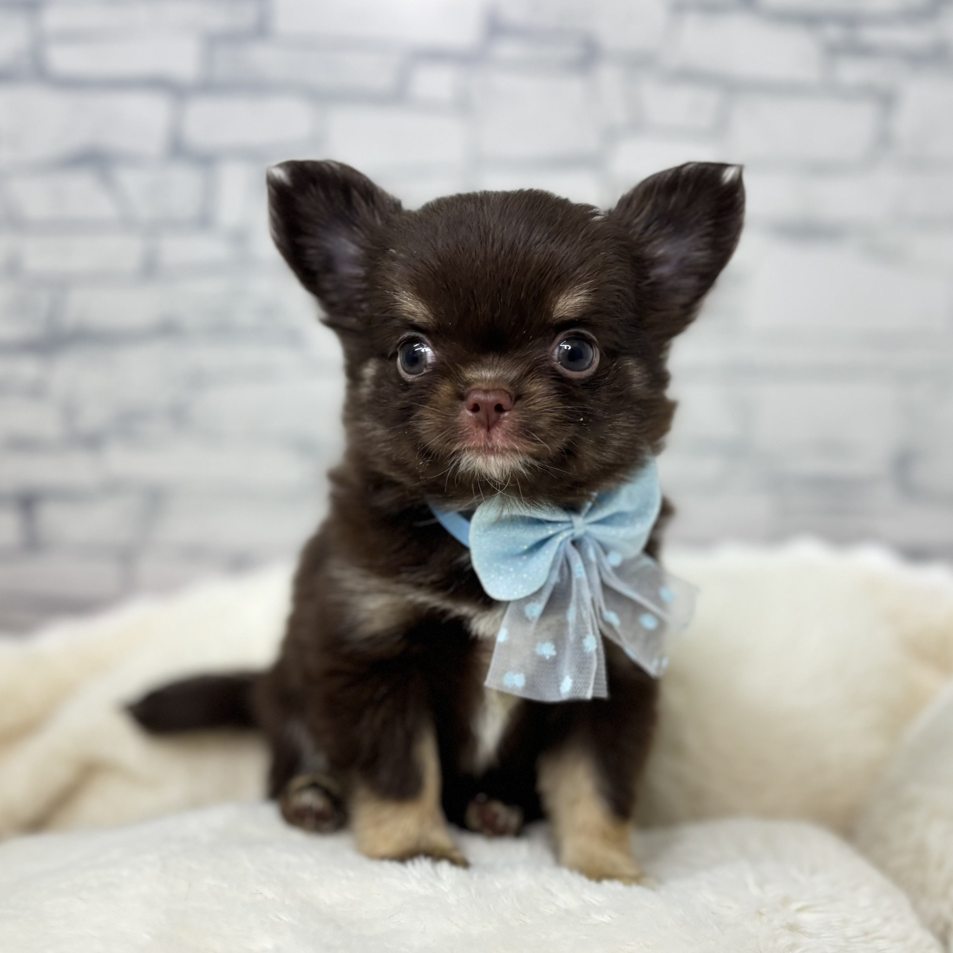 長野県のチワワ(ロング) (犬の家＆猫の里長野店/2026年1月27日生まれ/女の子/チョコレートタンホワイト)の子犬の2枚目の画像