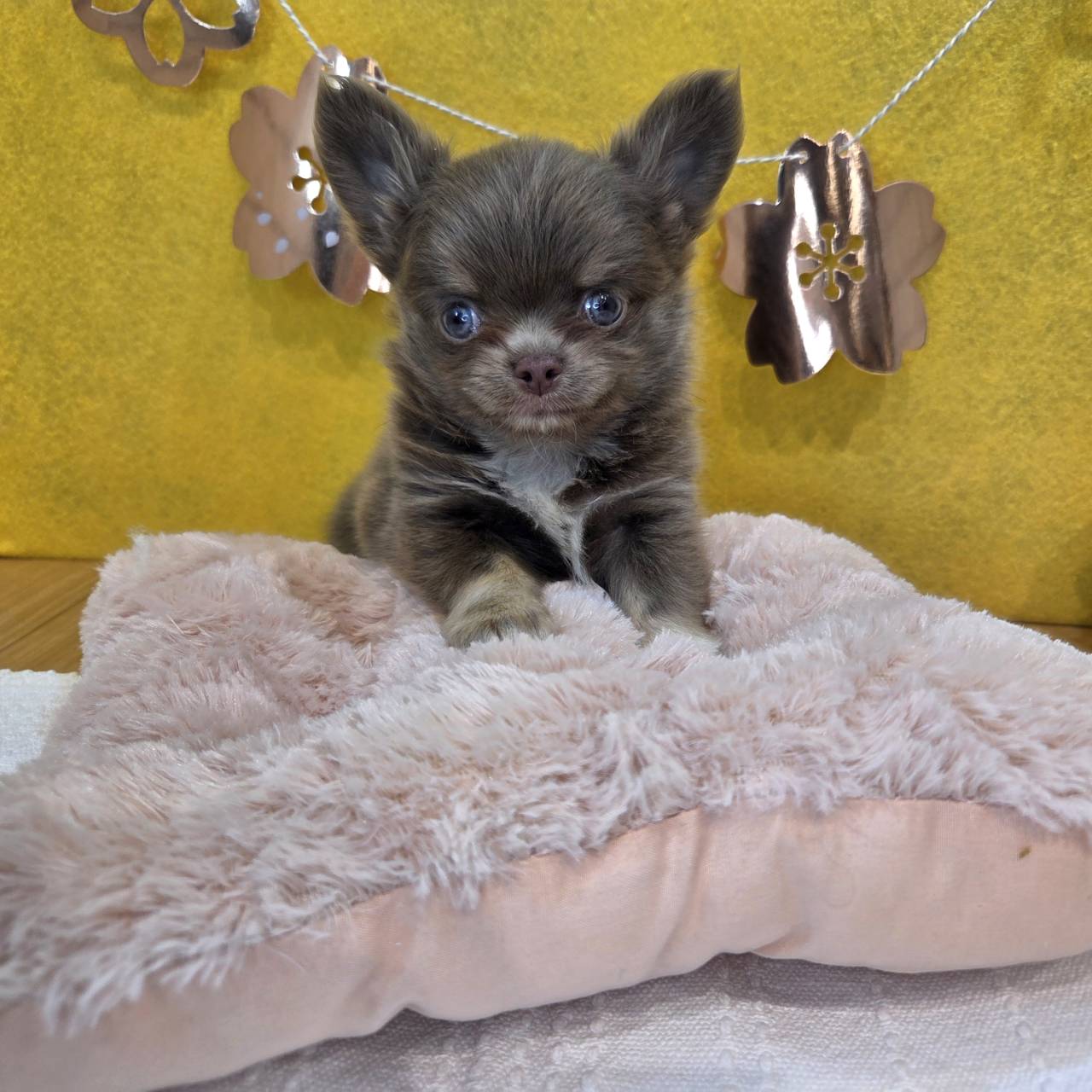 長野県のチワワ(ロング) (犬の家＆猫の里カインズ梓川店/2026年1月27日生まれ/男の子/イザベラタンホワイト)の子犬の2枚目の画像