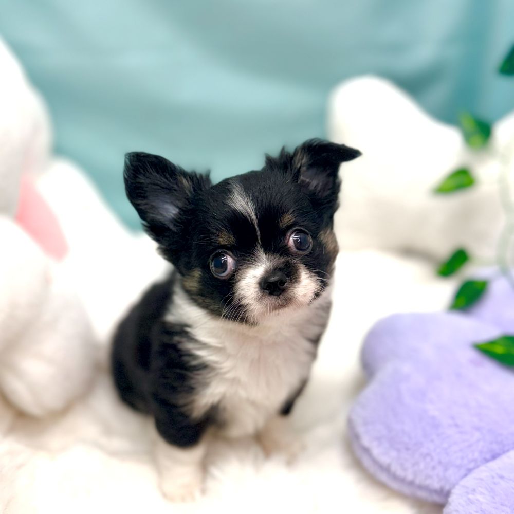 愛知県のチワワ(ロング) (犬の家＆猫の里愛知刈谷店/2026年1月25日生まれ/女の子/ブラックタンホワイト)の子犬の1枚目の画像