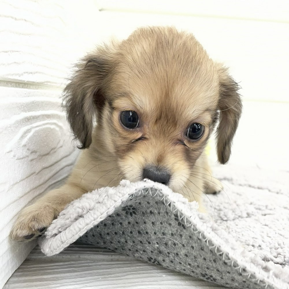 愛知県のチワックス(チワワ×ダックス) (犬の家＆猫の里七宝店/2026年1月26日生まれ/男の子/シェーデットイエロー)の子犬の1枚目の画像