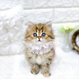 福井県のミヌエット (犬の家＆猫の里アミーゴ福井店/2026年1月25日生まれ/女の子/ブラウンタビー)の子猫の1枚目の画像