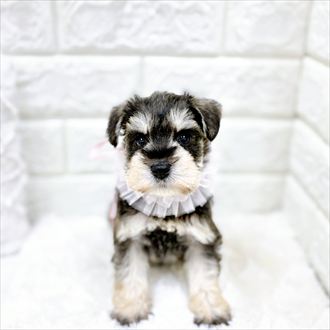 福井県のミニチュアシュナウザー (犬の家＆猫の里アミーゴ福井店/2026年1月27日生まれ/女の子/ソルトペッパー)の子犬の1枚目の画像