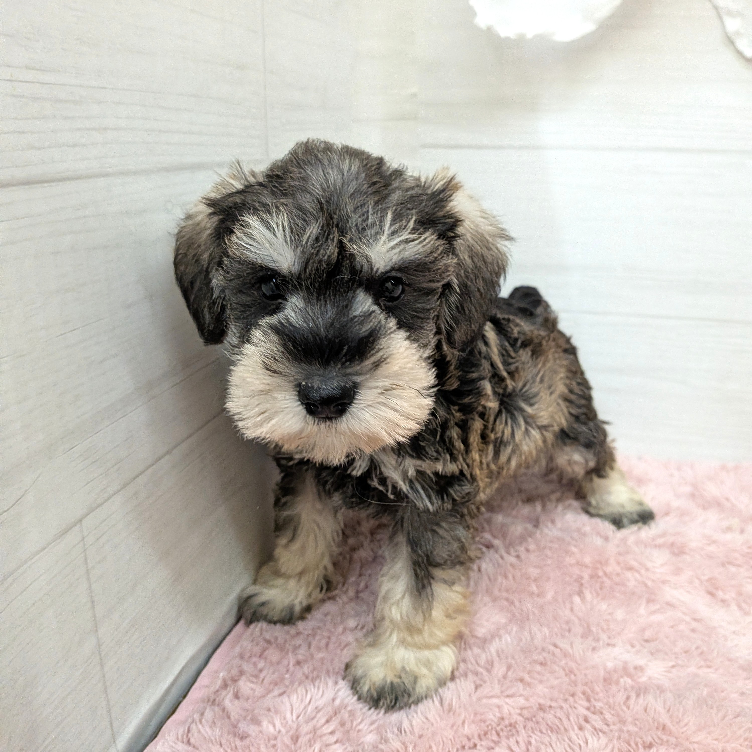 愛知県のミニチュアシュナウザー (犬の家＆猫の里碧南店/2026年1月27日生まれ/男の子/ソルトペッパー)の子犬の2枚目の画像