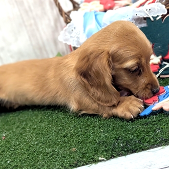 神奈川県のカニンヘンダックスフンド(ロング) (犬の家＆猫の里小田原店/2026年1月25日生まれ/女の子/ゴールド)の子犬の2枚目の画像