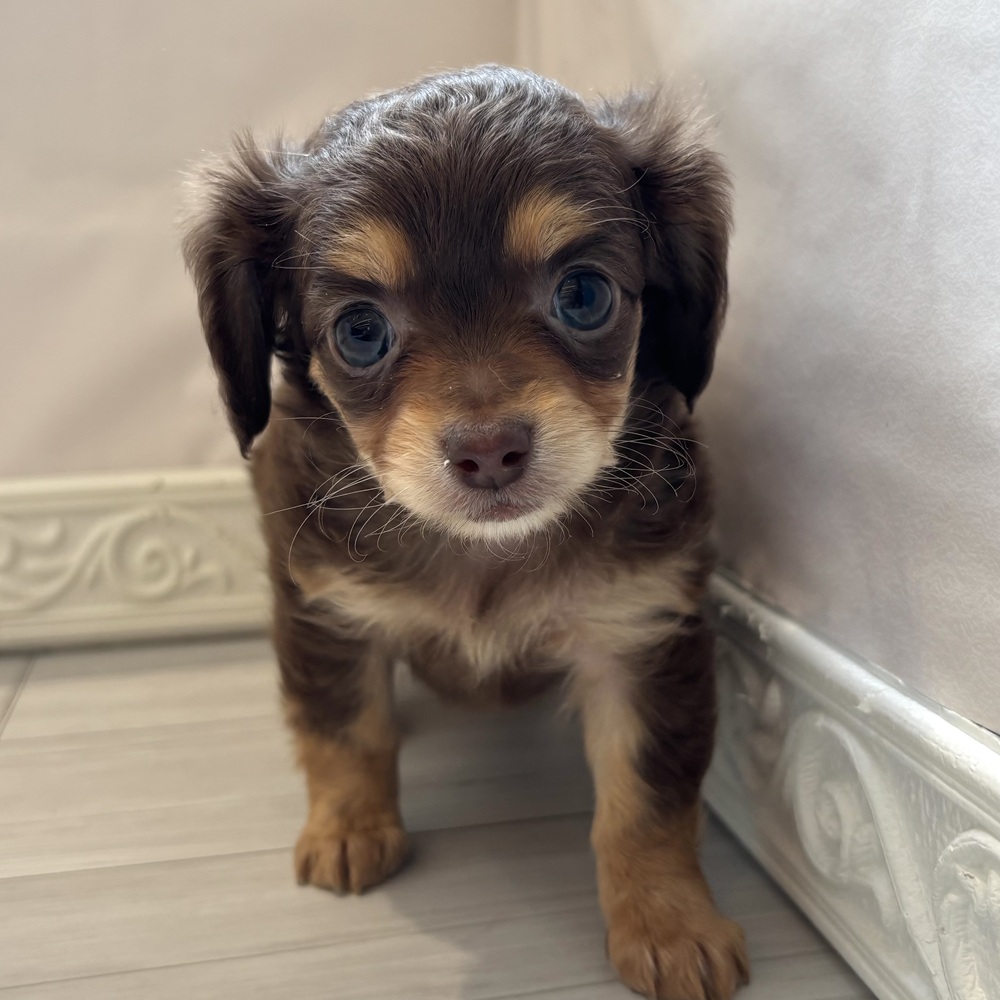 岐阜県のチワックス(チワワ×ダックス) (犬の家＆猫の里中津川店/2026年1月26日生まれ/女の子/チョコレートタン)の子犬の2枚目の画像
