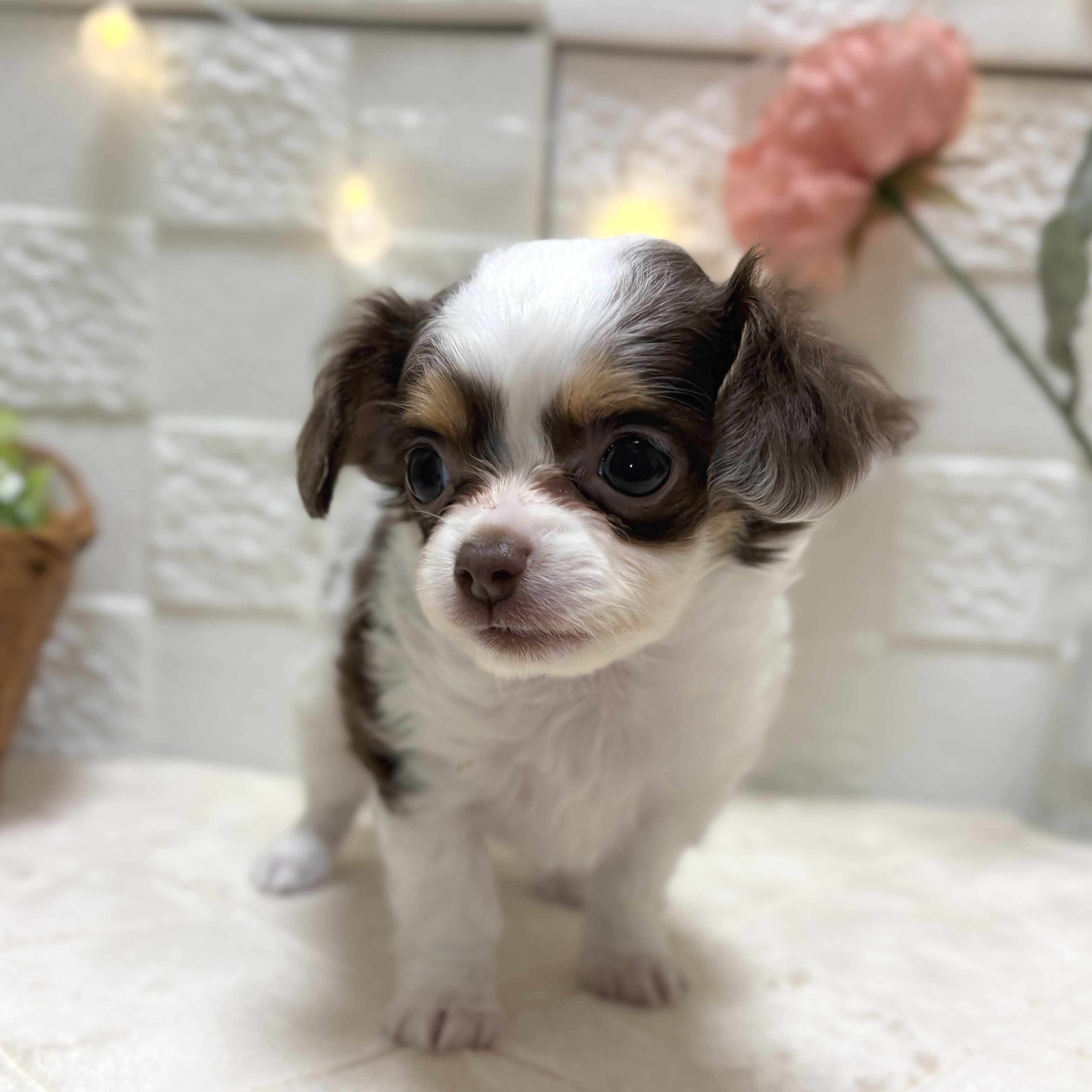 東京都のチワックス(チワワ×ダックス) (犬の家＆猫の里ペットフォレスト小平店/2026年1月26日生まれ/女の子/チョコレートタン)の子犬の2枚目の画像