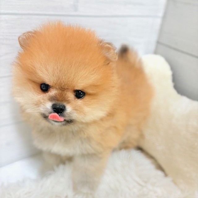 愛知県のポメラニアン (犬の家＆猫の里豊田店/2026年1月26日生まれ/女の子/オレンジ)の子犬の2枚目の画像