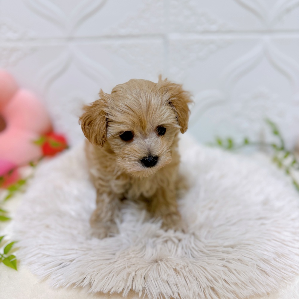 愛知県のマルプー(マルチーズ×プードル) (犬の家＆猫の里岡崎店/2026年1月24日生まれ/男の子/アプリコット)の子犬の2枚目の画像