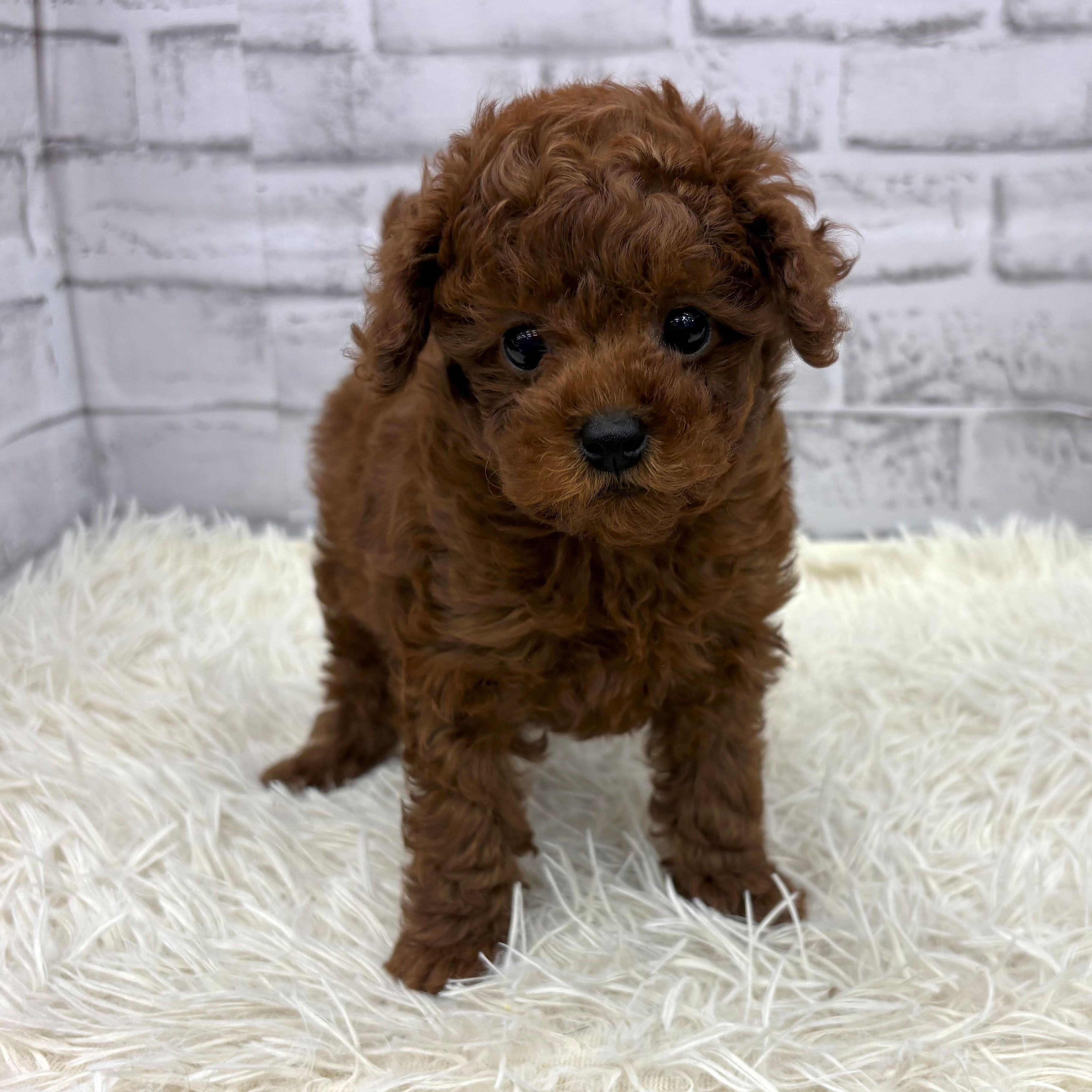 愛知県のトイプードル(トイ) (犬の家＆猫の里MEGAドン・キホーテ東海名和店/2026年1月26日生まれ/男の子/レッド)の子犬の1枚目の画像