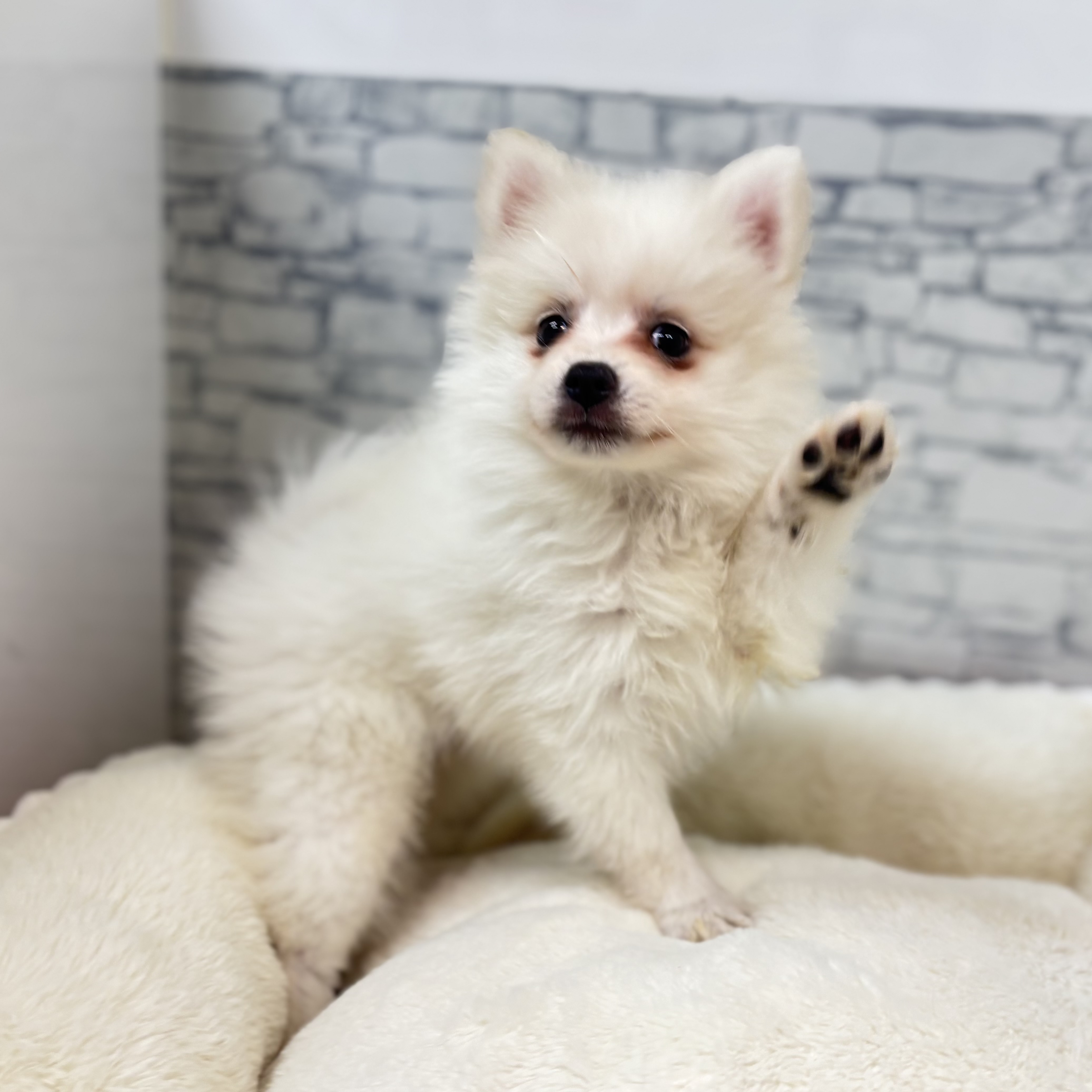 長野県の日本スピッツ (犬の家＆猫の里長野店/2026年1月23日生まれ/女の子/ホワイト)の子犬の1枚目の画像