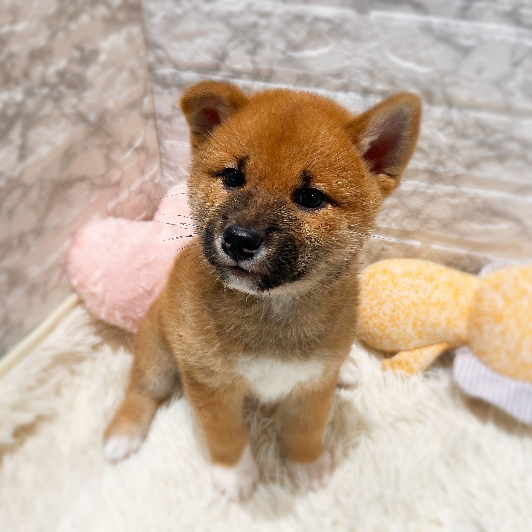 愛知県の柴犬(標準サイズ) (犬の家＆猫の里MiO香久山店/2026年1月25日生まれ/男の子/赤)の子犬の2枚目の画像