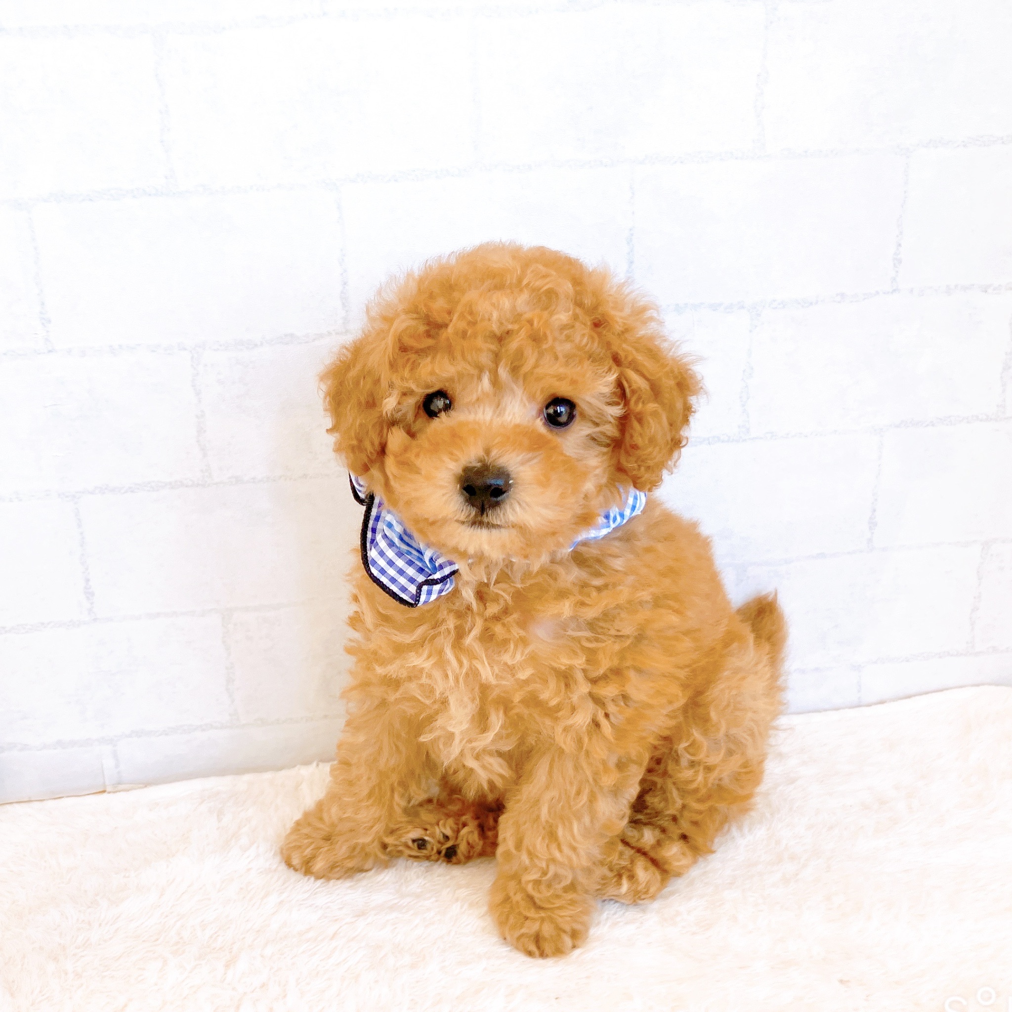 石川県のトイプードル(トイ) (犬の家＆猫の里金沢店/2026年1月25日生まれ/男の子/アプリコット)の子犬の2枚目の画像