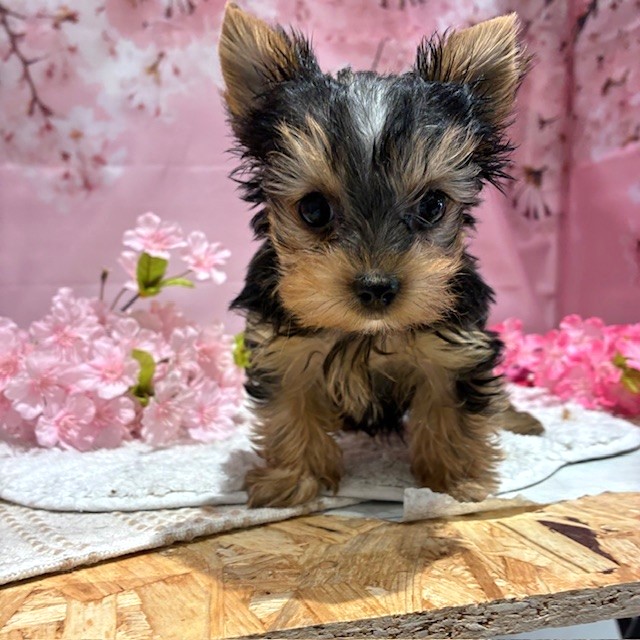福岡県のヨークシャーテリア (犬の家＆猫の里トリアス久山店/2026年1月27日生まれ/男の子/スチールブルータン)の子犬の2枚目の画像