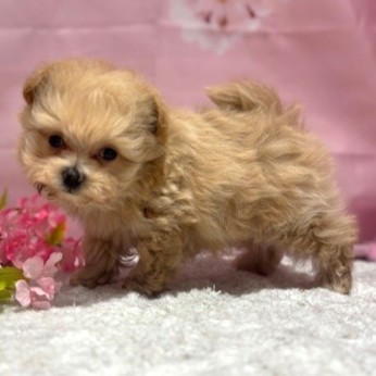 福岡県のマルプー(マルチーズ×プードル) (犬の家＆猫の里トリアス久山店/2026年1月19日生まれ/男の子/アプリコット)の子犬の2枚目の画像