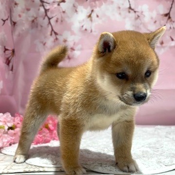 福岡県の豆柴 (犬の家＆猫の里トリアス久山店/2026年1月24日生まれ/男の子/赤)の子犬の2枚目の画像