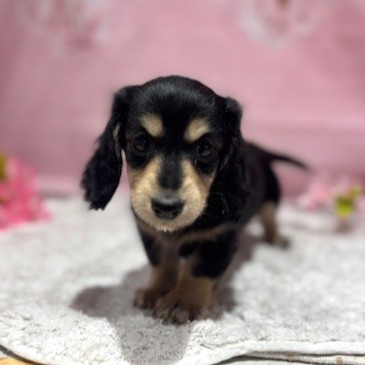 福岡県のミニチュアダックスフンド(ロング) (犬の家＆猫の里トリアス久山店/2026年1月25日生まれ/女の子/ブラックイエロー)の子犬の2枚目の画像