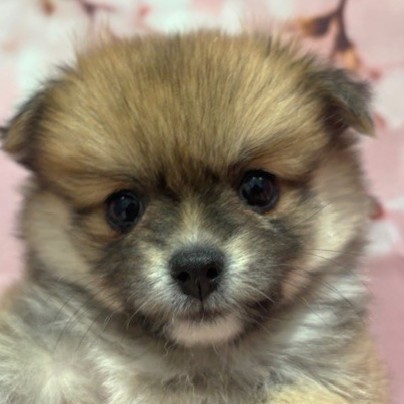 福岡県のポメチワ/チワポメ/ポメチー(ポメラニアン×チワワ) (犬の家＆猫の里トリアス久山店/2026年1月25日生まれ/女の子/オレンジ)の子犬の1枚目の画像