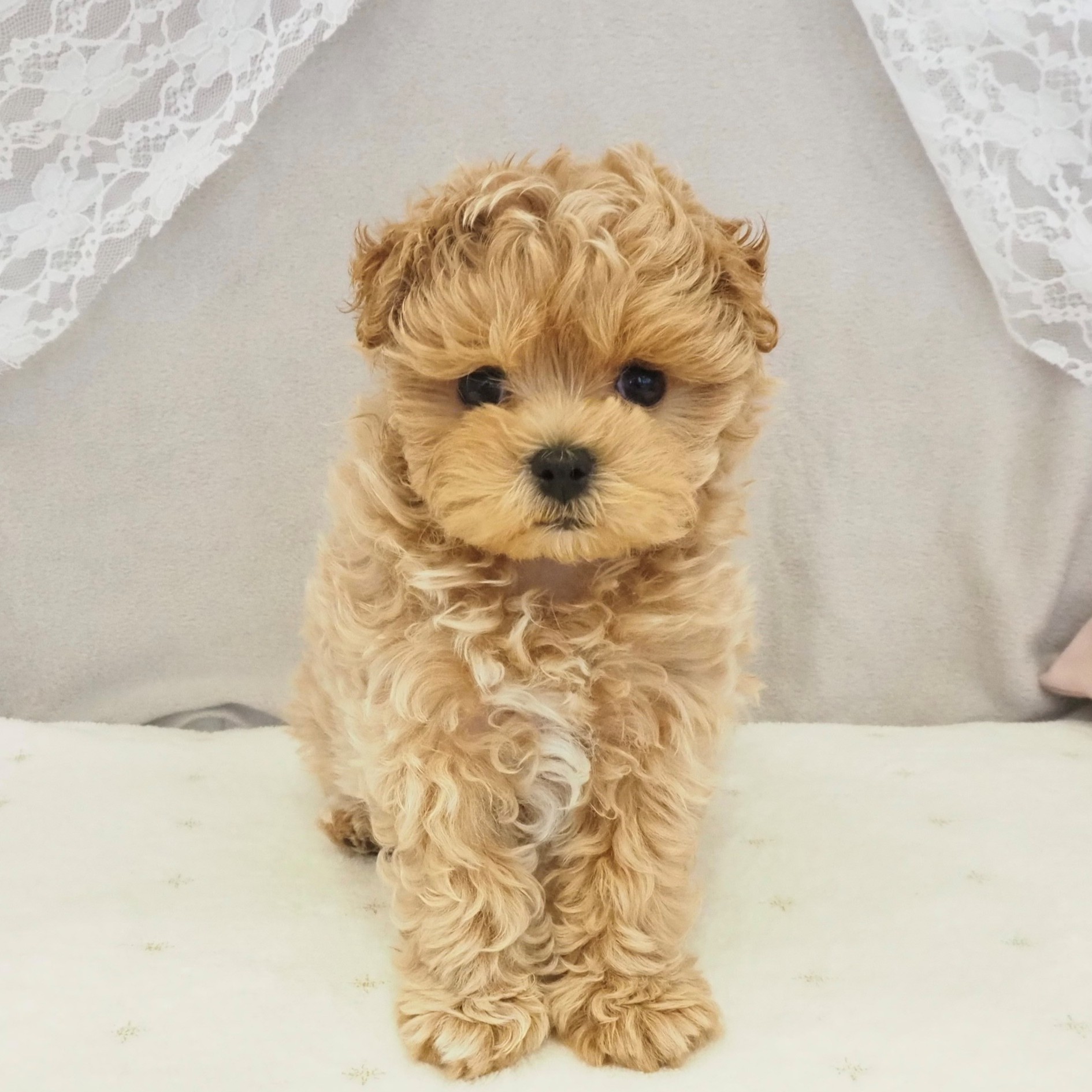 大阪府のマルプー(マルチーズ×プードル) (犬の家＆猫の里もりのみやキューズモールBASE店/2026年1月27日生まれ/男の子/アプリコットホワイト)の子犬の1枚目の画像