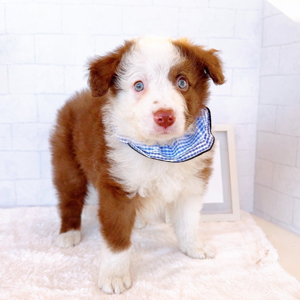 石川県のボーダーコリー (犬の家＆猫の里金沢店/2026年1月27日生まれ/男の子/チョコレートホワイト)の子犬の2枚目の画像