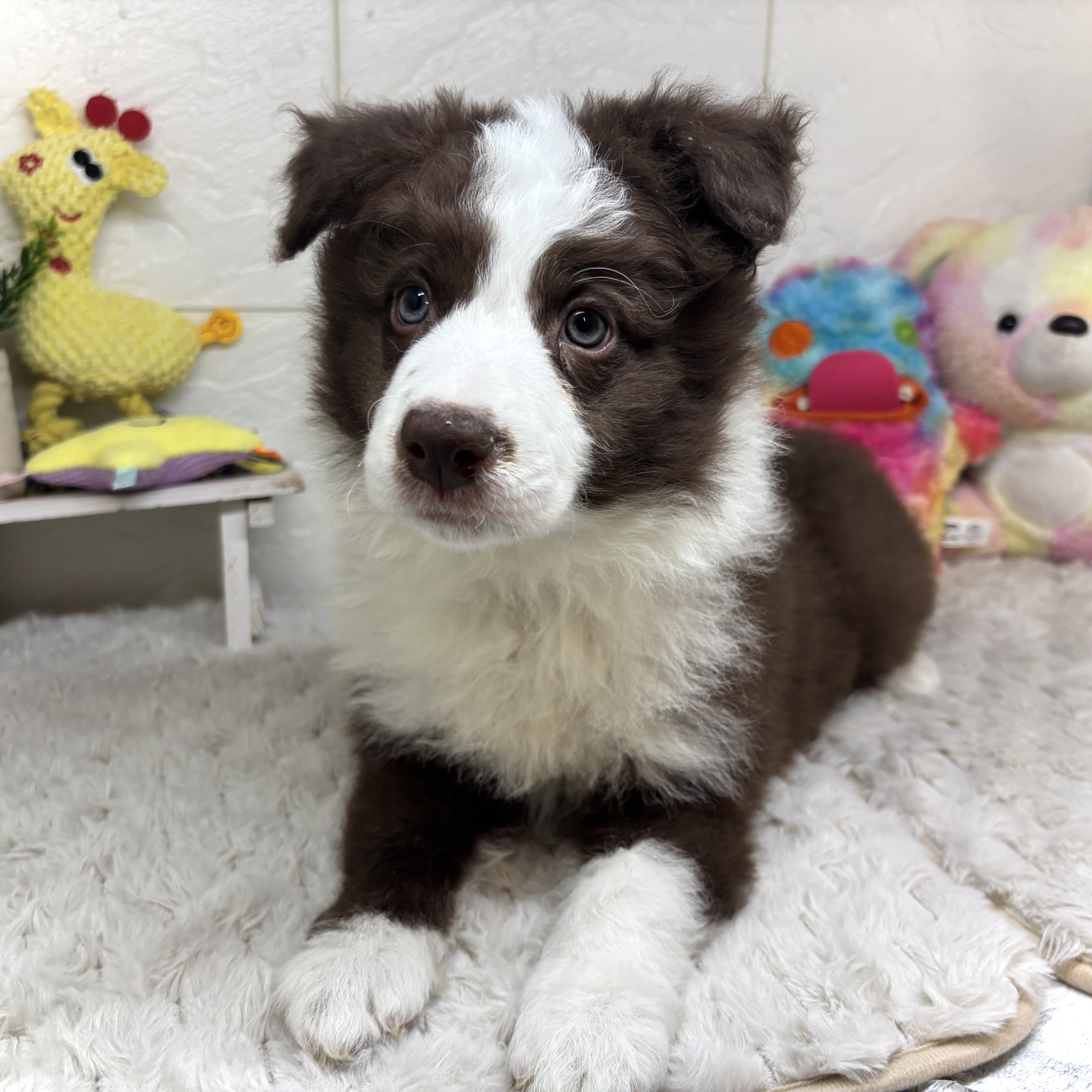 兵庫県のボーダーコリー (犬の家＆猫の里ゆめタウン姫路店/2026年1月27日生まれ/男の子/チョコレートホワイト)の子犬の2枚目の画像