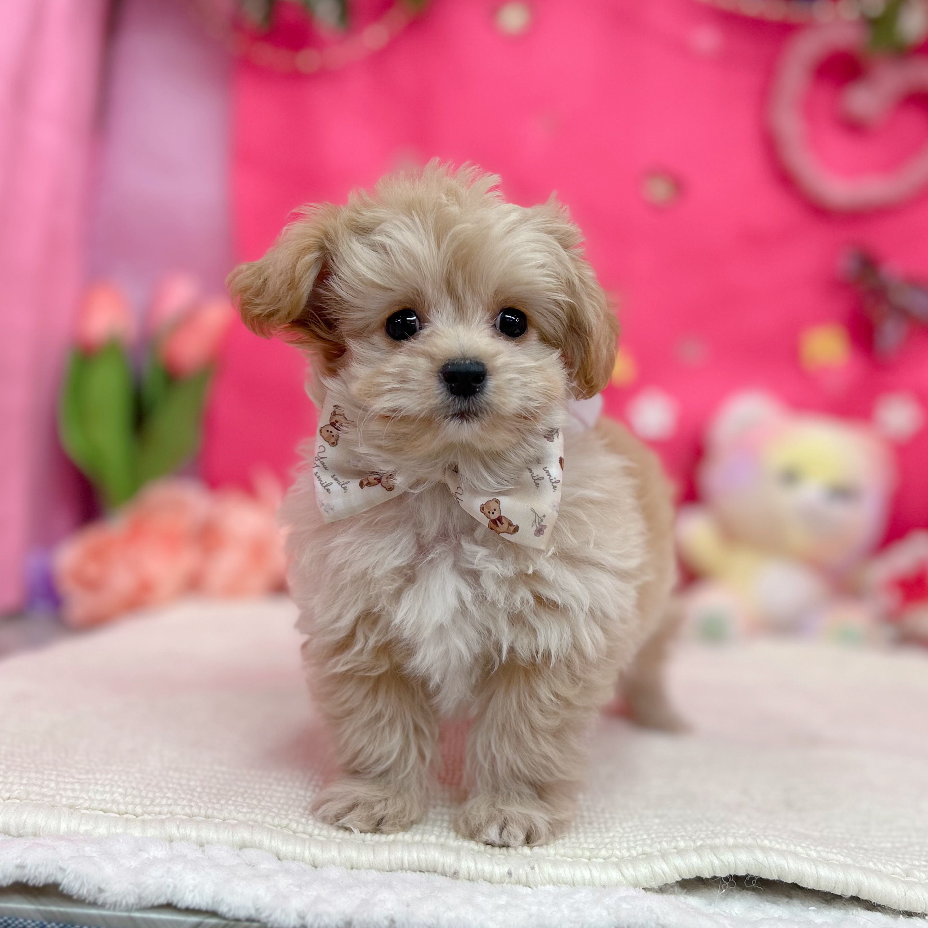 岐阜県のチワプー/プーチー(チワワ×プードル) (犬の家＆猫の里岐南店/2026年1月27日生まれ/男の子/アプリコット)の子犬の2枚目の画像