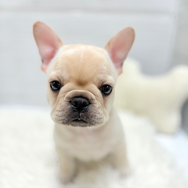 愛知県のフレンチブルドッグ (犬の家＆猫の里豊田店/2026年1月27日生まれ/男の子/クリーム)の子犬の1枚目の画像