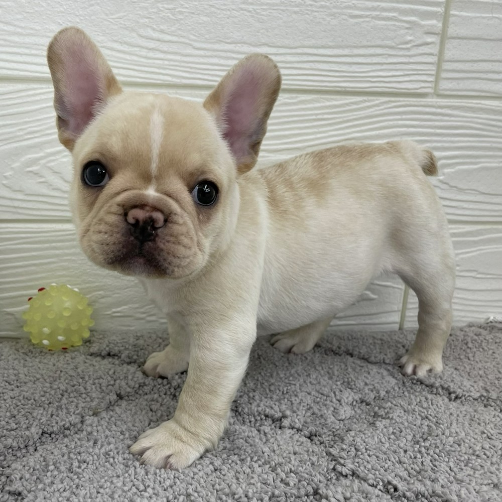 愛知県のフレンチブルドッグ (犬の家＆猫の里七宝店/2026年1月27日生まれ/女の子/クリーム)の子犬の1枚目の画像