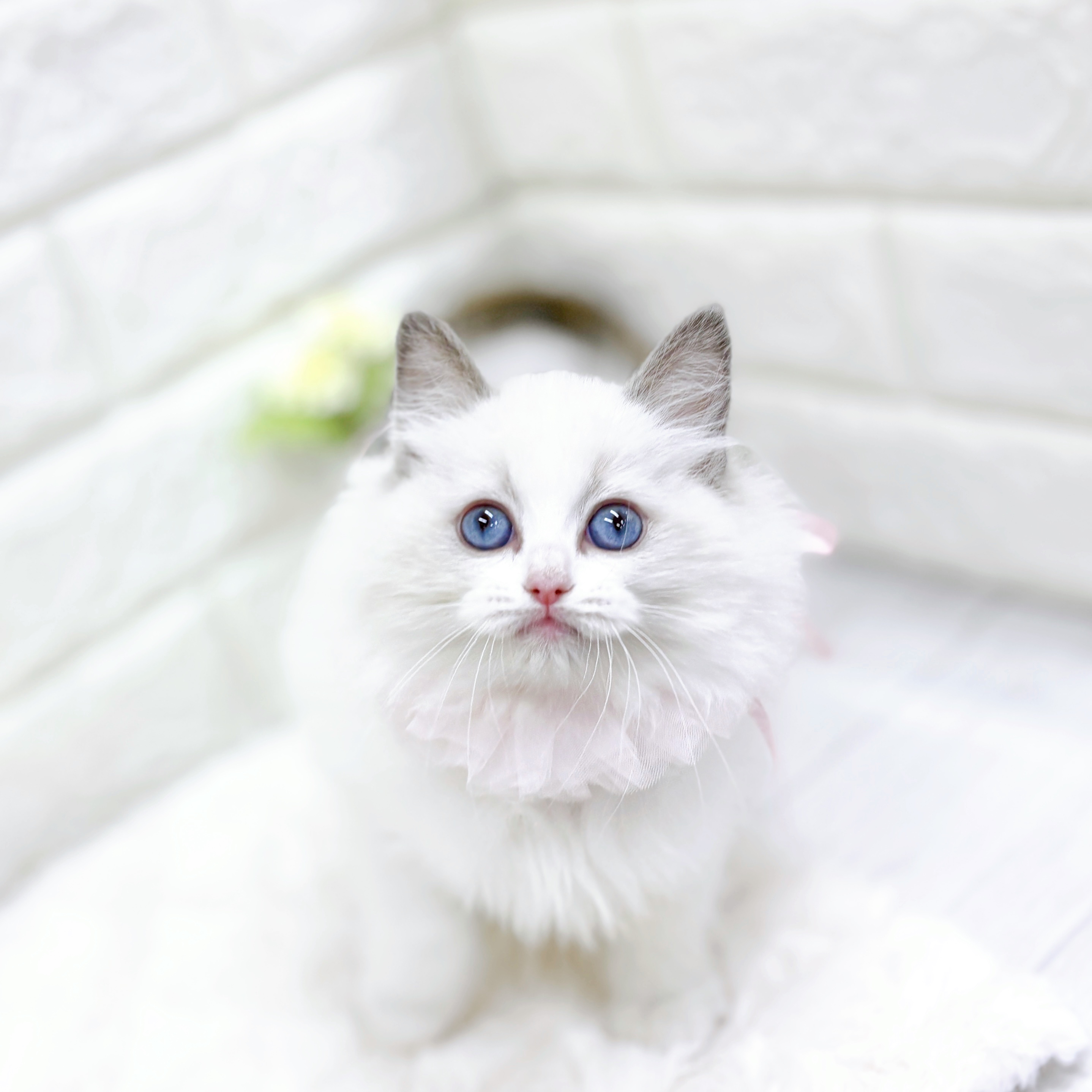 福井県のラグドール (犬の家＆猫の里アミーゴ福井店/2026年1月29日生まれ/女の子/ブルーポイントバイカラー)の子猫の1枚目の画像