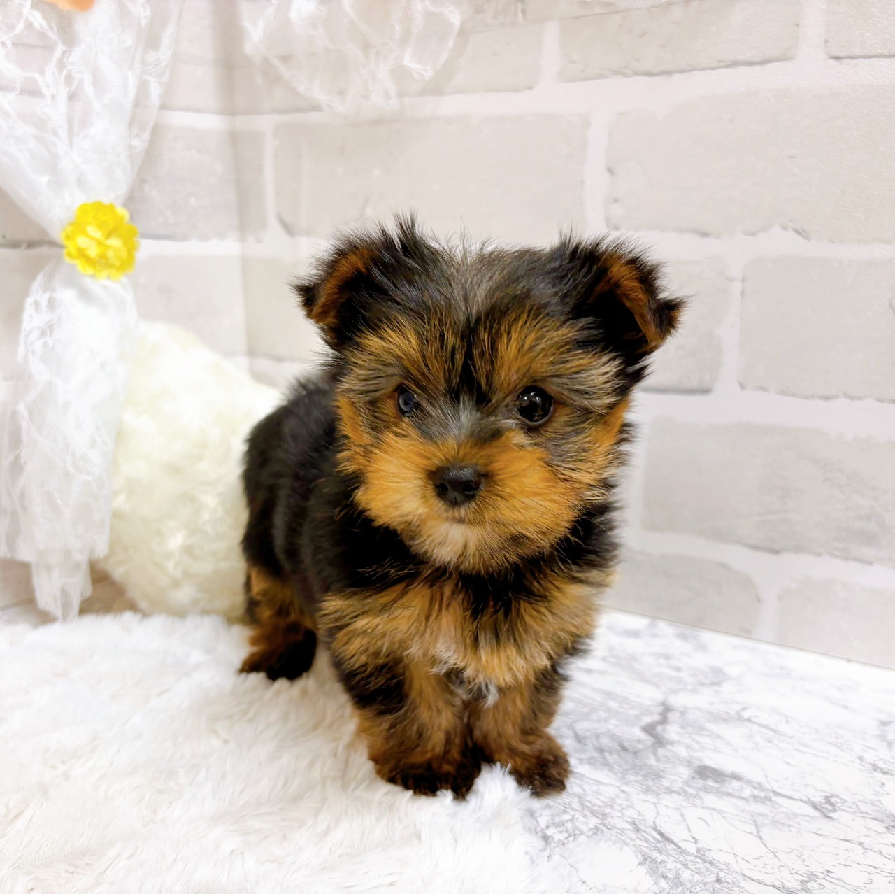 京都府のヨークシャーテリア (犬の家＆猫の里京都精華店/2026年1月28日生まれ/女の子/スチールブルータン)の子犬の2枚目の画像