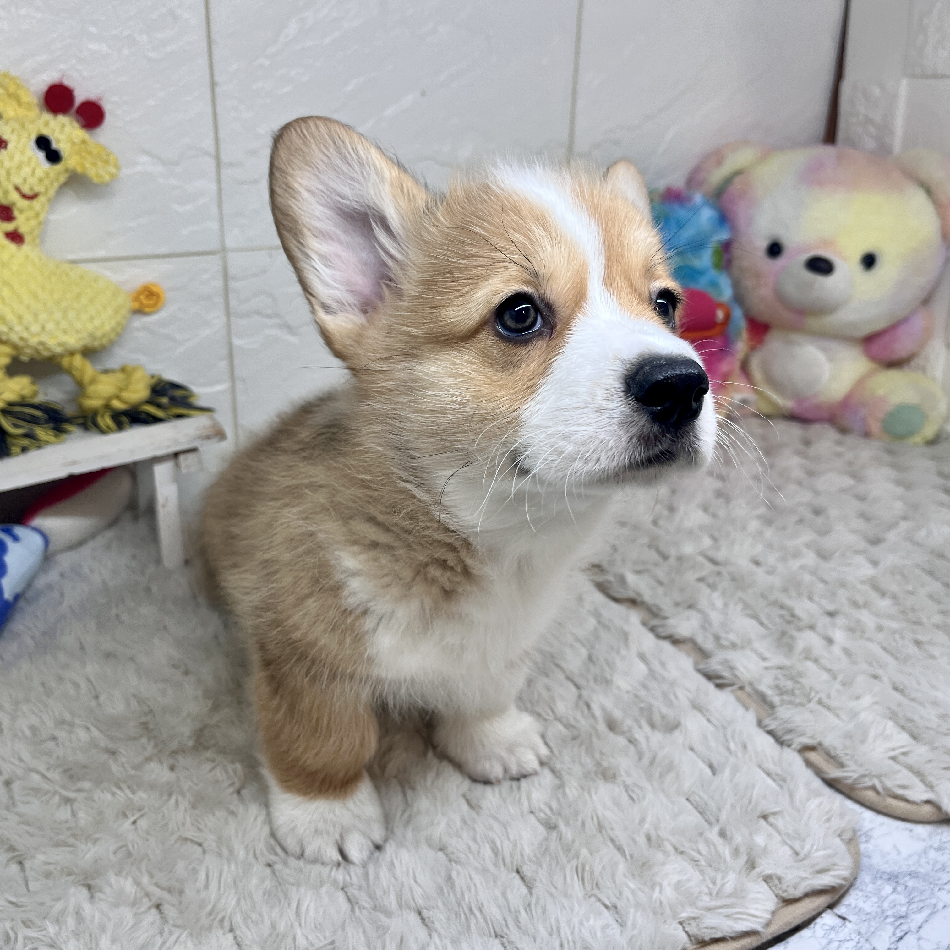 兵庫県のウェルシュコーギーペンブローク (犬の家＆猫の里ゆめタウン姫路店/2026年1月20日生まれ/男の子/レッドホワイト)の子犬の2枚目の画像