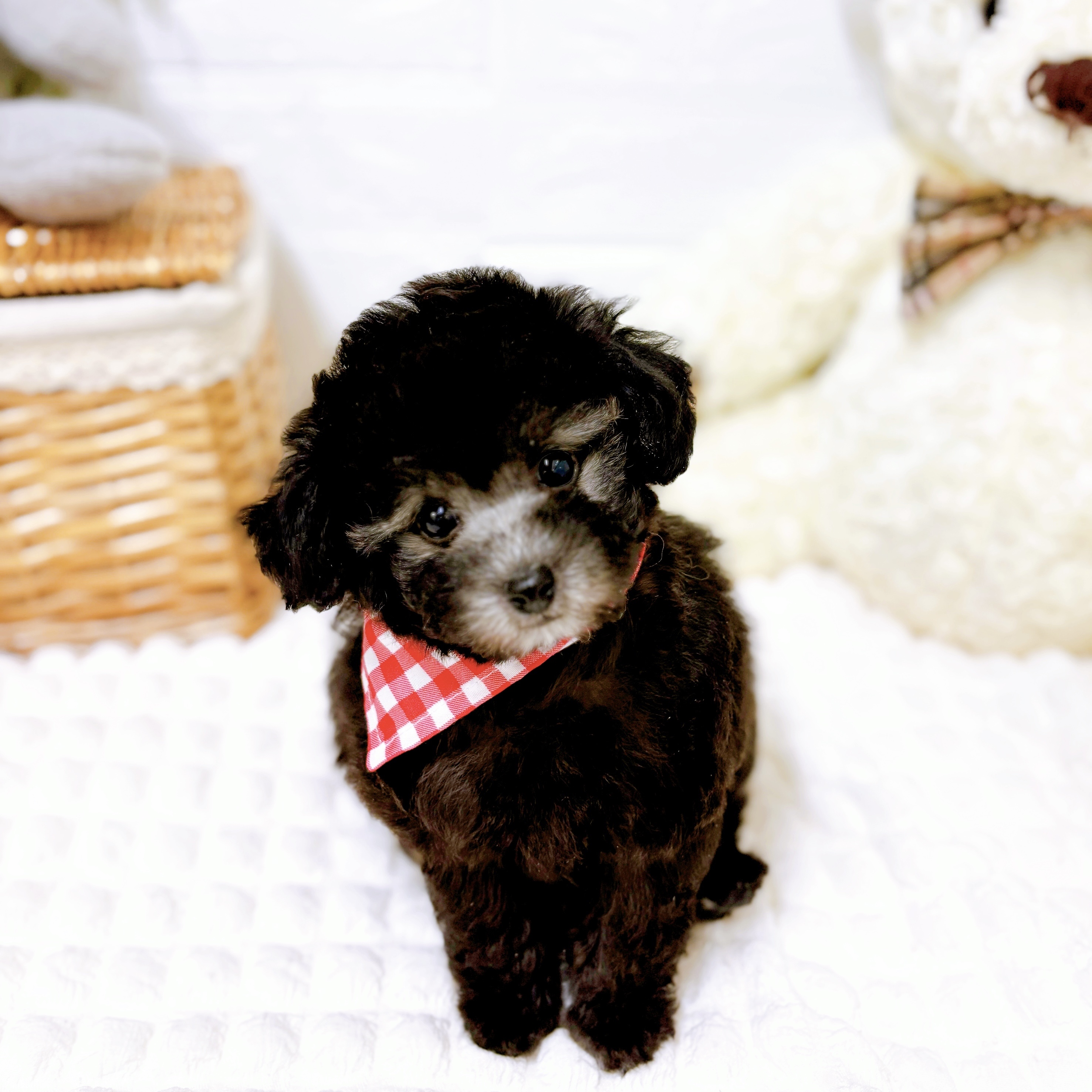 滋賀県のトイプードル(トイ) (犬の家＆猫の里近江八幡店/2026年1月29日生まれ/女の子/グレー)の子犬の1枚目の画像