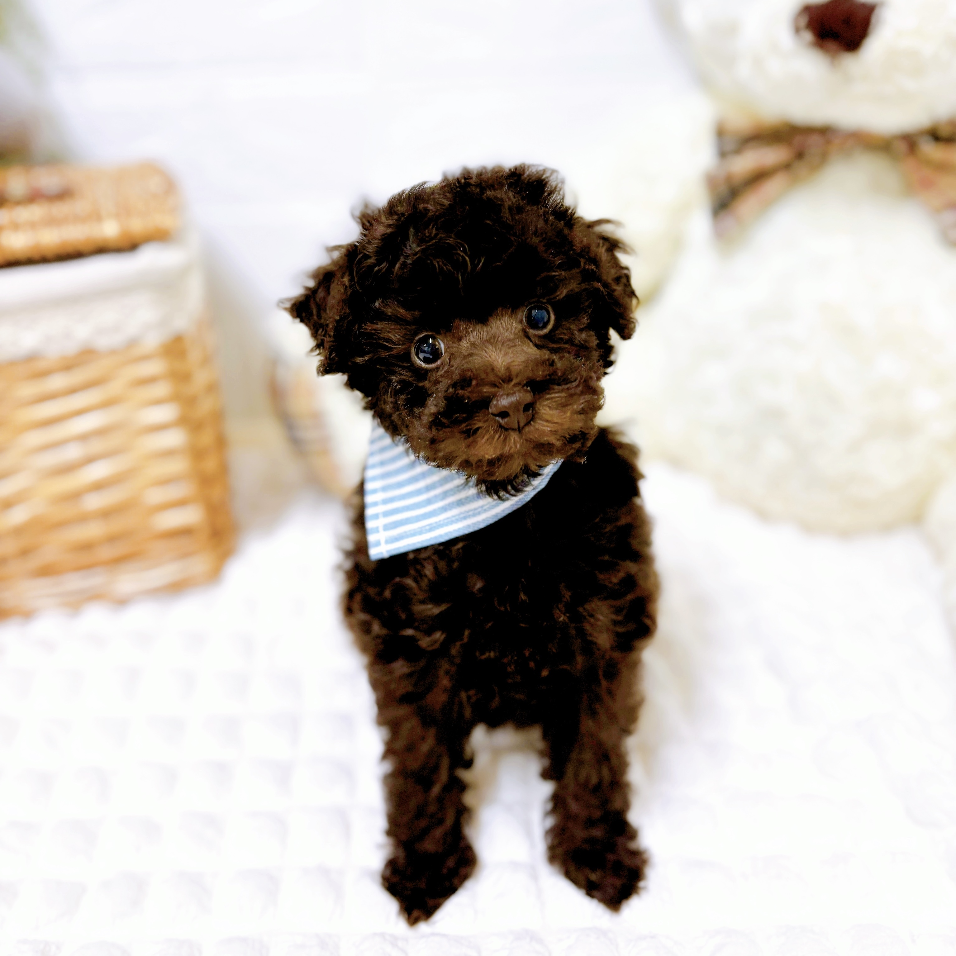 滋賀県のトイプードル(トイ) (犬の家＆猫の里近江八幡店/2026年1月27日生まれ/男の子/ブラウン)の子犬の2枚目の画像